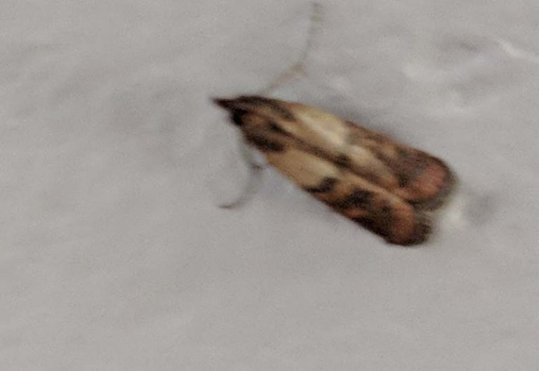 Indian Meal Moth What's That Bug?