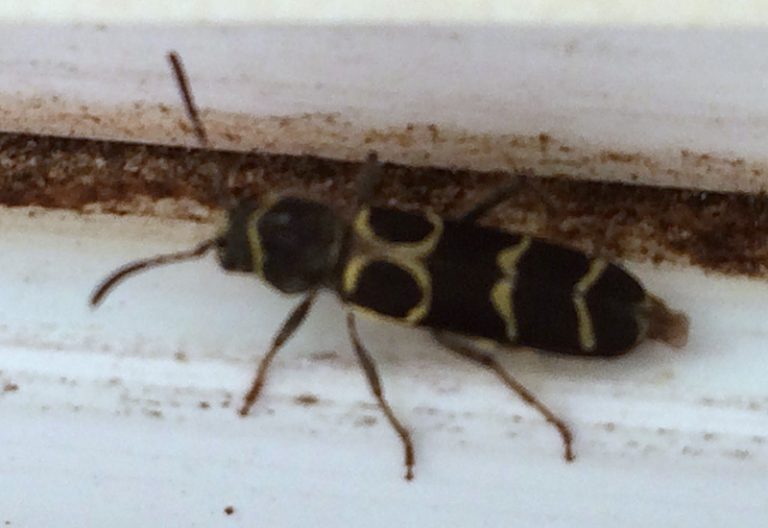 What Does the Emerald Ash Borer Look Like? A Quick Identification Guide