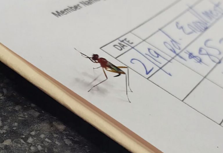 Stilt Legged Fly All You Need to Know Simplified What's That Bug?