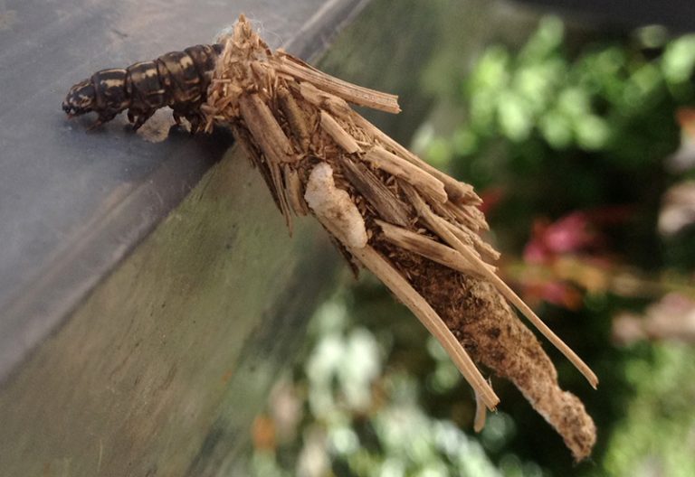 Are Bagworms Harmful to Humans? Unraveling the Truth What's That Bug?