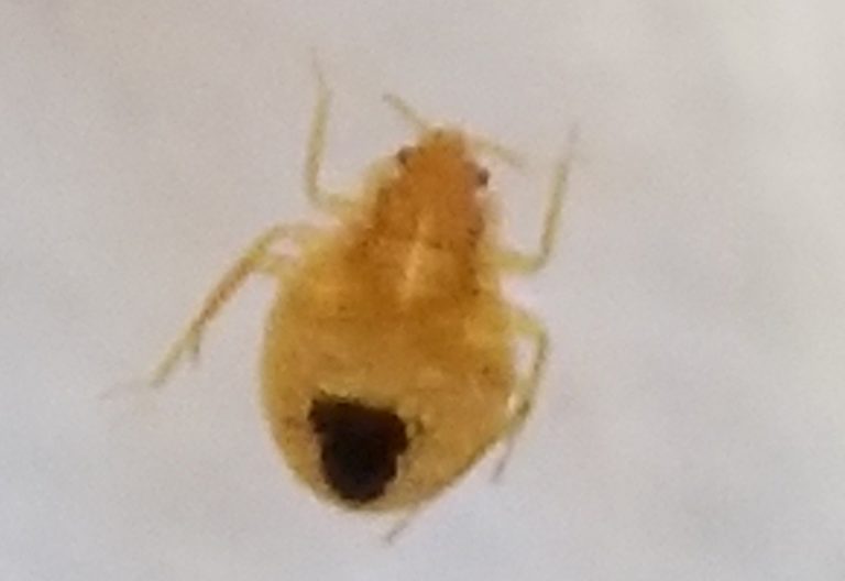 Bed Bug nymph found in tank with Bearded Dragon What's That Bug?