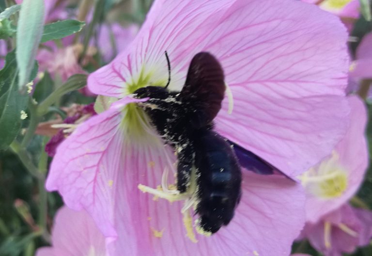 Do Carpenter Bees Make Honey? Uncovering the Truth What's That Bug?