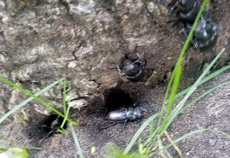 Stag Beetle Bite What Should You Do? What's That Bug?