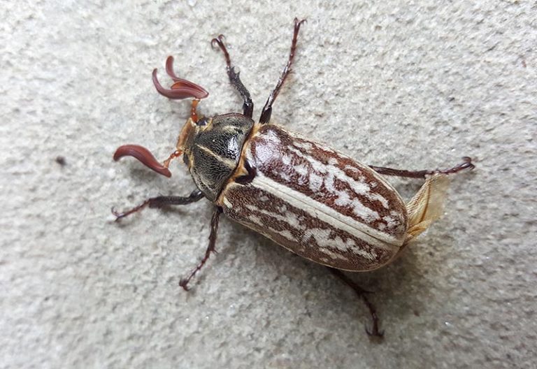 are-june-beetles-harmful-uncovering-the-truth-behind-these-bugs-what