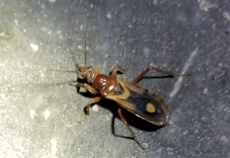 Exploring Assassin Bugs' Habitat Where They Live and Thrive