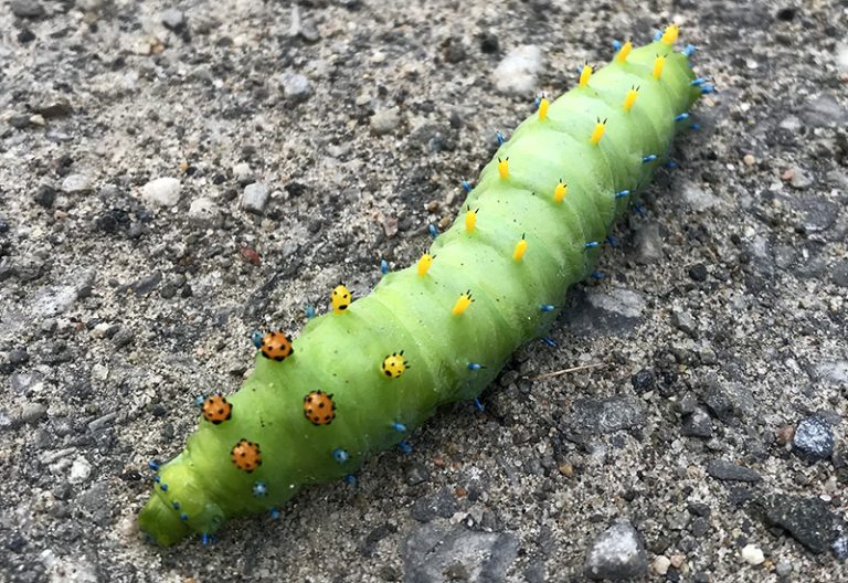 Cecropia Moth Caterpillar What's That Bug?