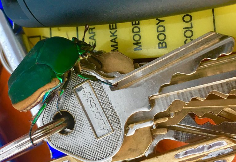 Figeater Beetle All You Need to Know in a Nutshell What's That Bug?