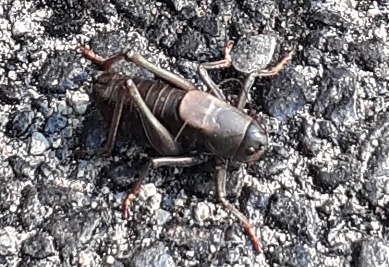 How to Get Rid of Mormon Crickets Simple & Effective Solutions What