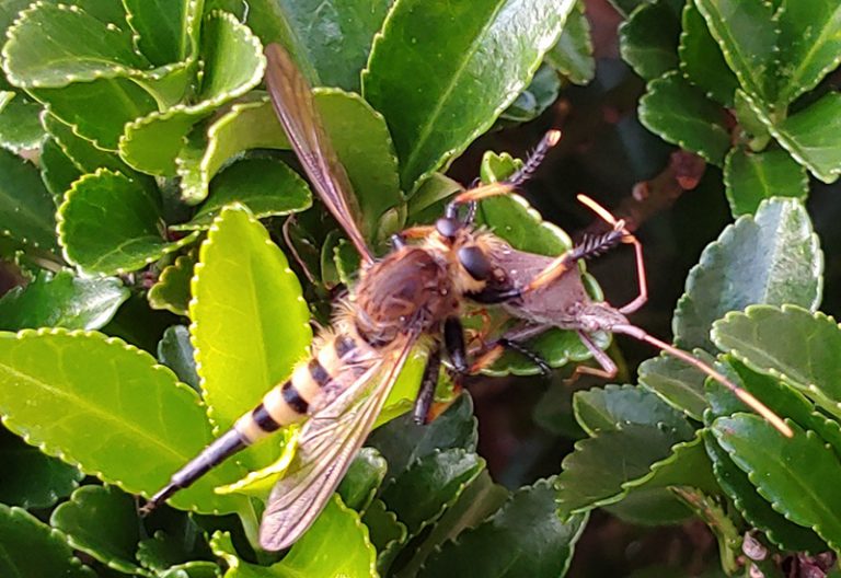 Red Footed Cannibalfly eats Leaf Footed Bug What's That Bug?