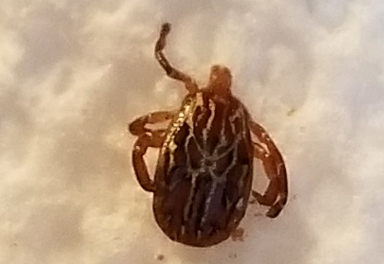 Do Ticks Survive in Winter? Debunking Cold Weather Myths What's That Bug?