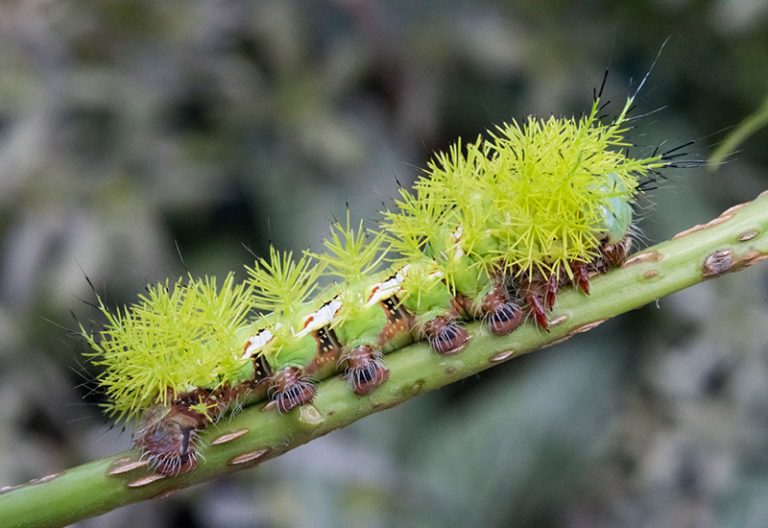 Caterpillar from Guatemala What's That Bug?