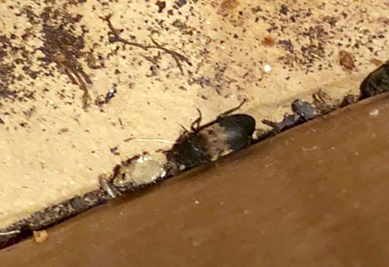 Do Larder Beetles Bite? The Truth Uncovered What's That Bug?