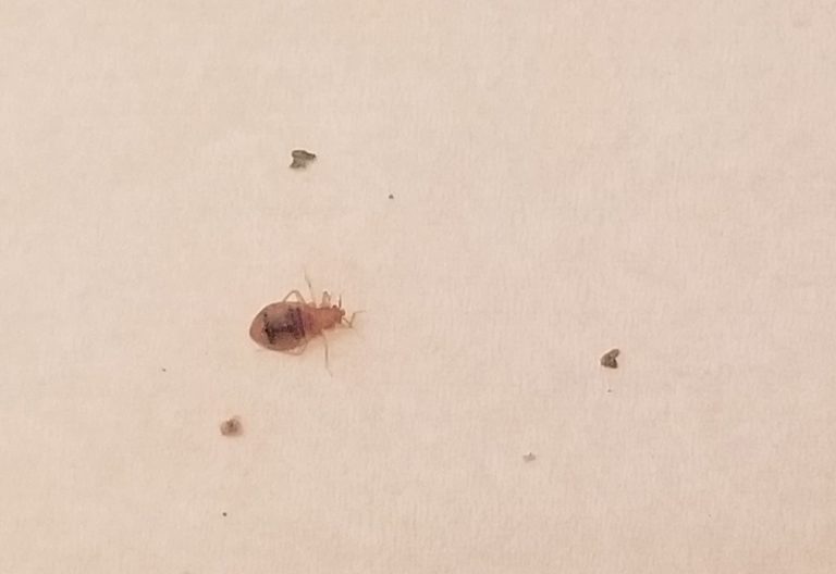 What Do Bed Bugs Eat Debunking Myths About Their Food Preferences what-do-bed-bugs-eat-debunking-myths-about-their-food-preferences