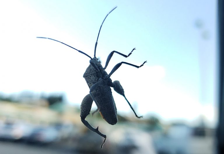 Big Legged Bug from Hawaii What's That Bug?