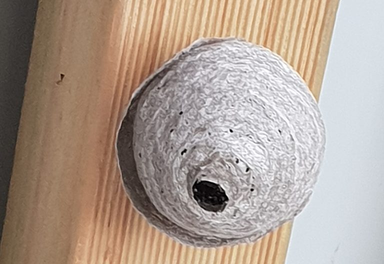 Bee Hive vs Nest Key Differences Explained What's That Bug?