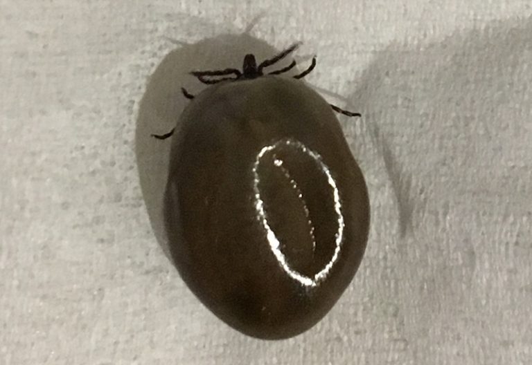 Do Ticks Survive in Winter? Debunking Cold Weather Myths What's That Bug?