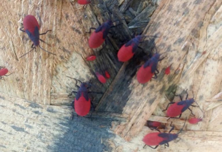 Immature Red Shouldered Bugs What's That Bug?