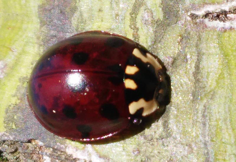 Where Do Ladybugs Live How To Find Ladybugs Near You What s That Bug 