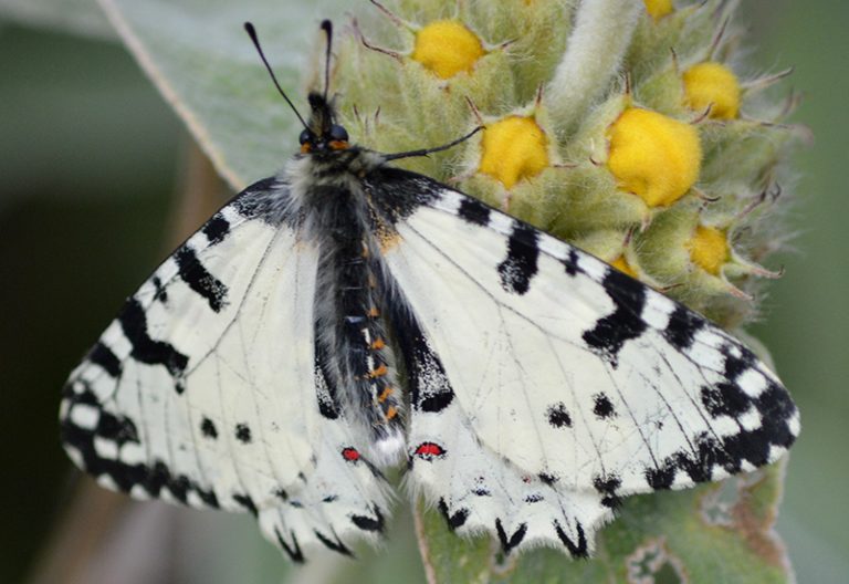 Cretan Festoon Butterflies on Crete What's That Bug?