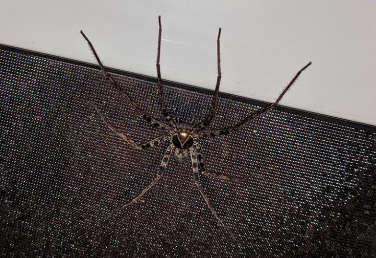 Huntsman Spider Behavior Jumping and Hunting Tactics Explained