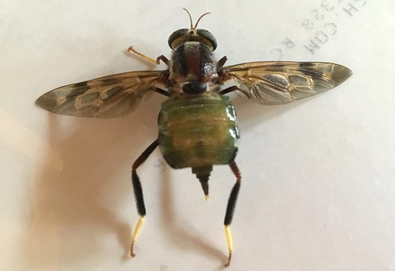 Timber Fly from Costa Rica What's That Bug?