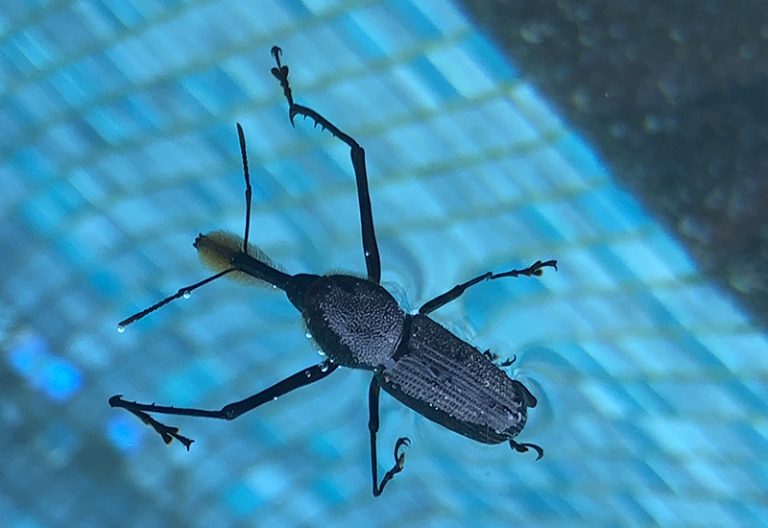 Bird Behavior Will Birds Eat Seed Contaminated by Weevils?