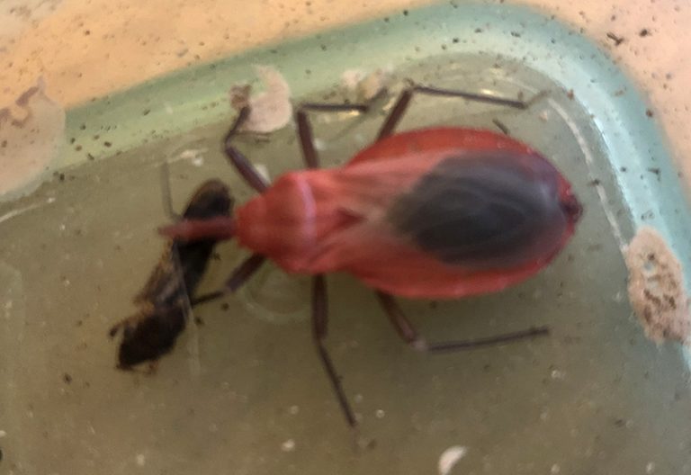 Kissing Bug All You Need to Know for Protection and Prevention What