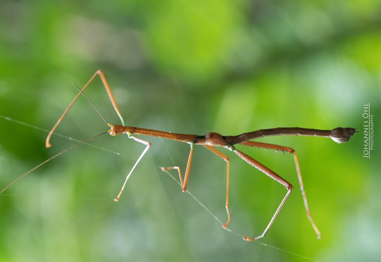 Are Walking Sticks Poisonous? Debunking the Myths and Facts What's
