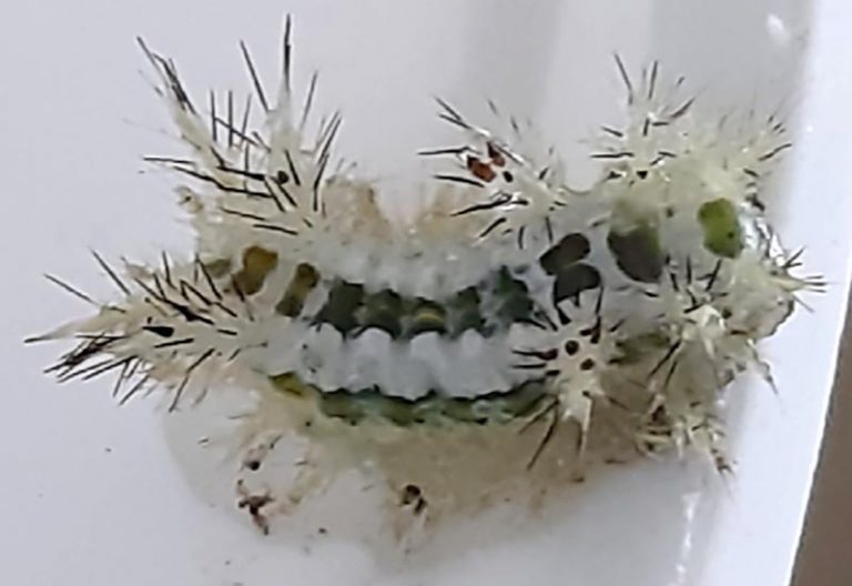 Stinging Slug Caterpillars Archives Page 2 of 27 What's That Bug?