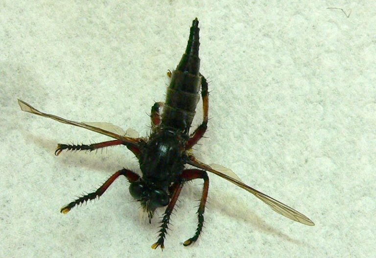 Possibly Biting Robber Flies in Texas What's That Bug?