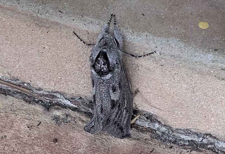 Another Giant Wood Moth from Australia What's That Bug?