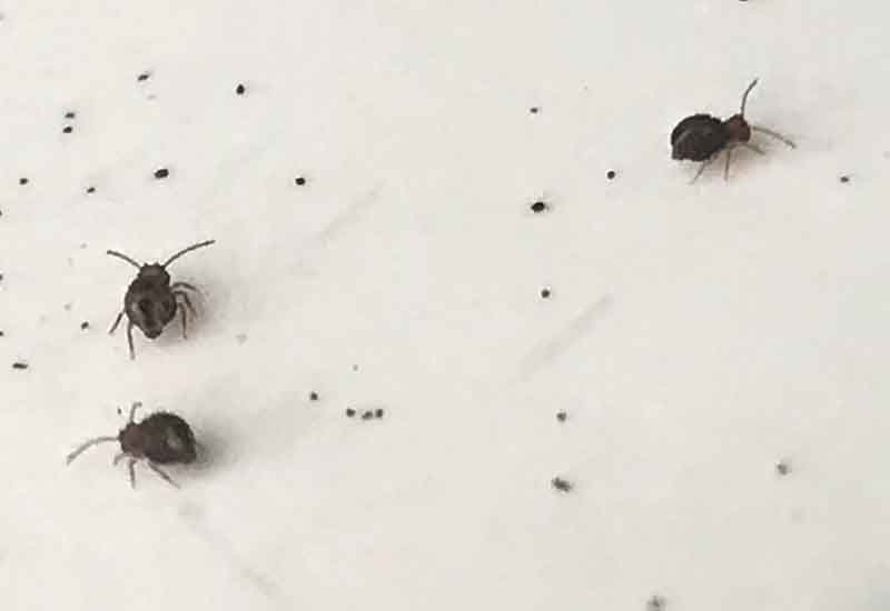 Do Springtails Bite? - What's That Bug?