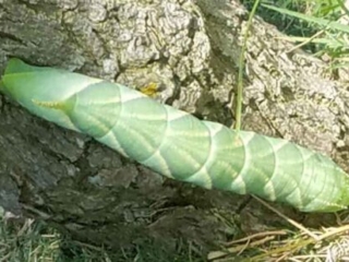 Hornworm in a tree Hornworm in a tree