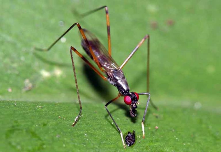 Stilt Legged Fly All You Need to Know Simplified What's That Bug?