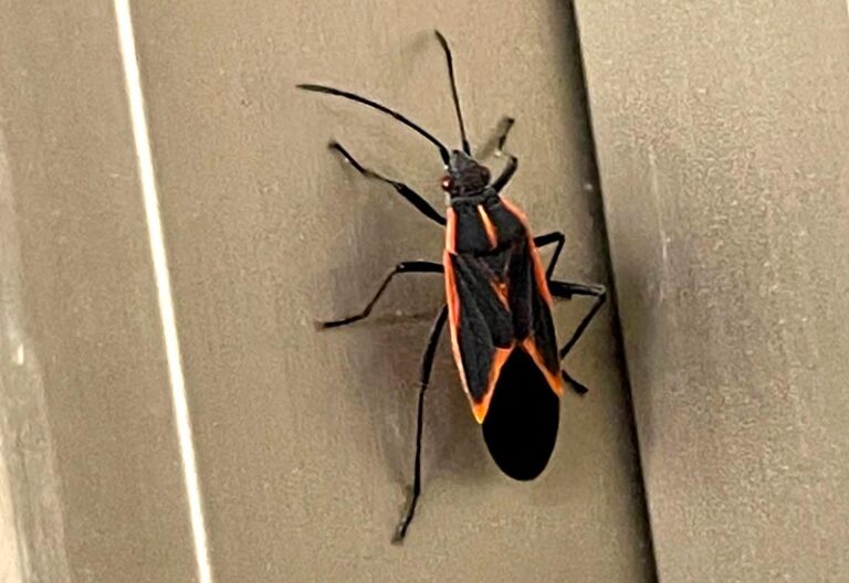 The Truth About Boxelder Bugs Do They Really Bite?