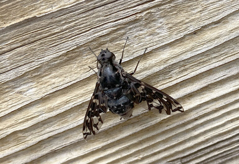 Do Flies Throw up When They Land on You? What's That Bug?