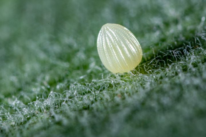 Do Aphids Eat Monarch Eggs