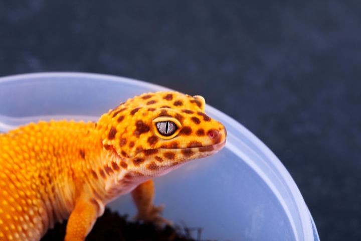 Can Leopard Geckos Eat Hornworms