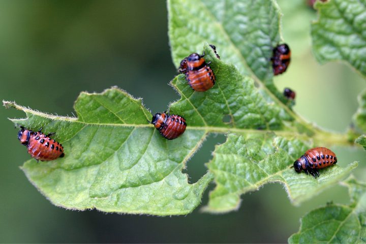 What Do Aphids Eat
