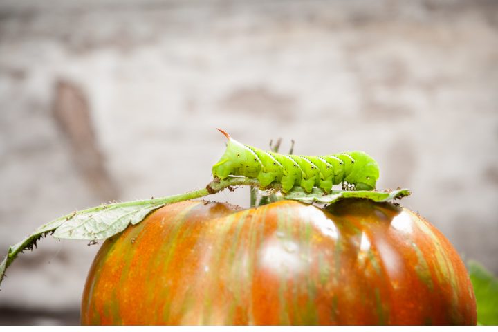 How Big Do Hornworms Get