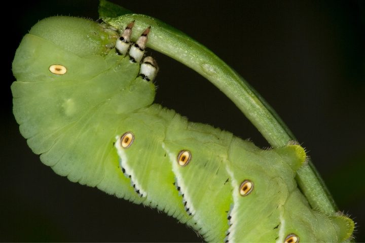 Can Chickens Eat Hornworms? Read This Before Feeding!