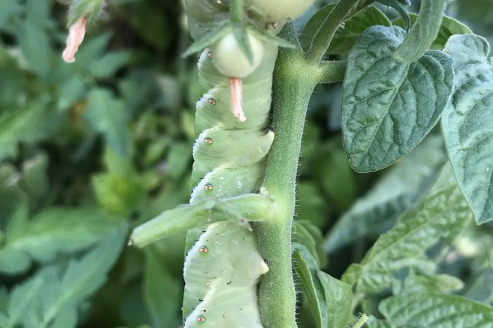 How To Get Rid Of Hornworms
