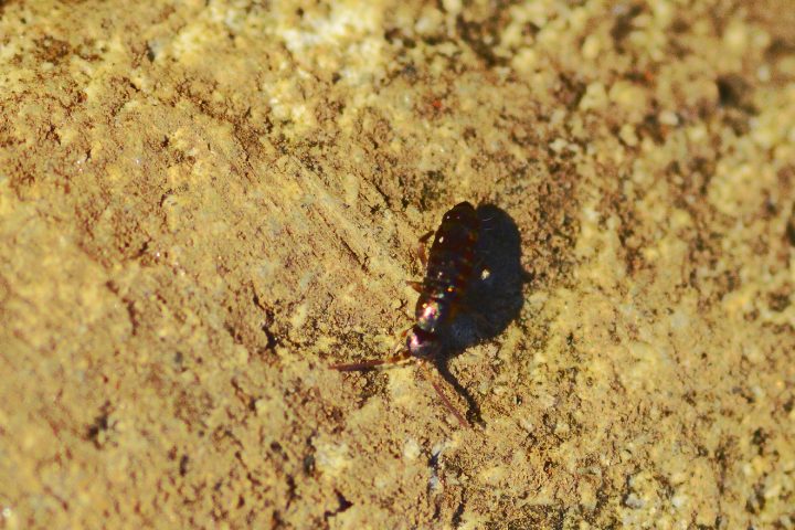 Do Springtails Eat Mold