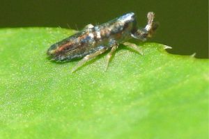 The Ultimate Guide To Breeding Springtails Successfully - What's That Bug?