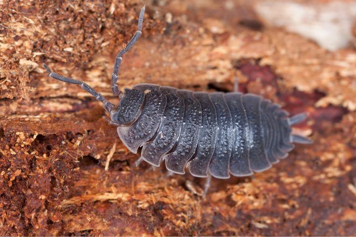 Springtails in Terrariums: Essential Considerations and Tips