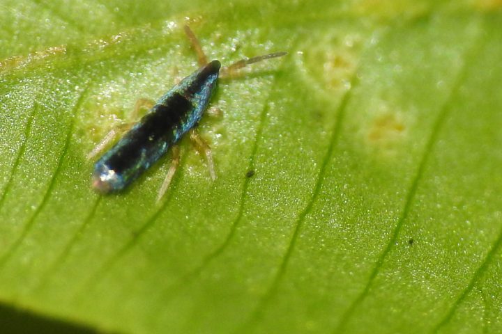 How To Get Rid Of Springtails Naturally