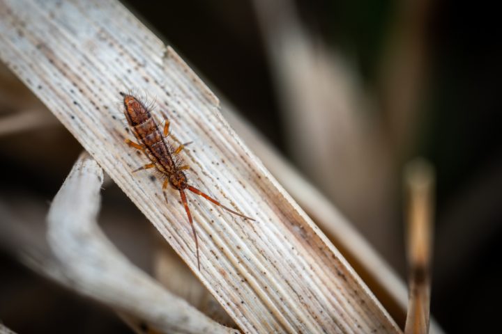 How To Get Rid Of Springtails Naturally