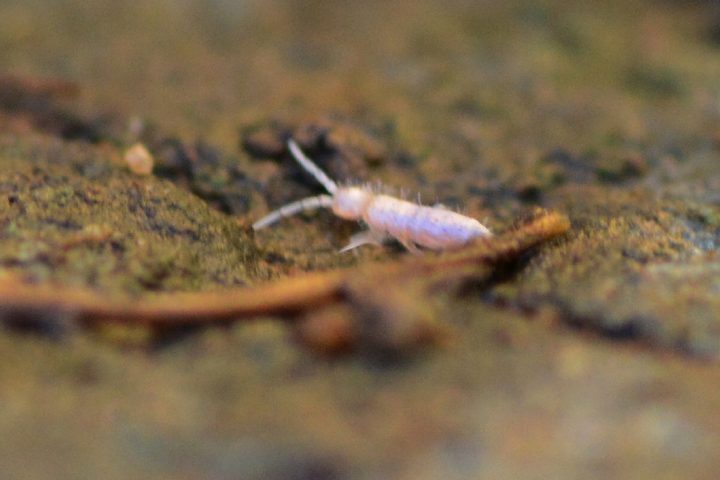 What Eats Springtails The Enemies Of Springtails Revealed What s 