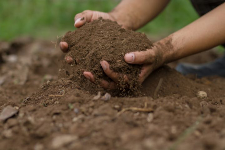 How to Get Rid of Springtails in Soil