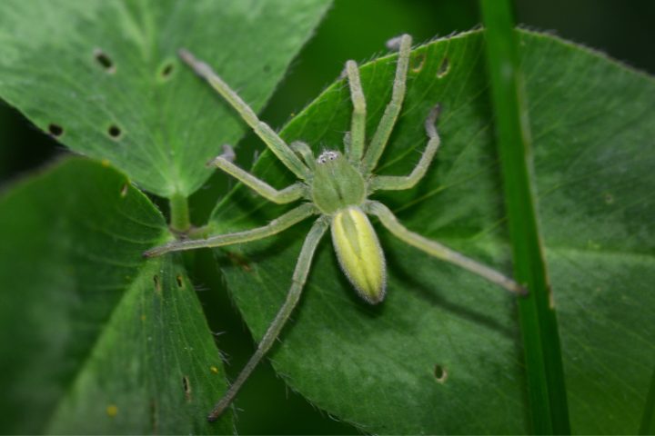 How Venomous Is A Huntsman Spider